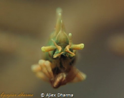 Rhino shrimp, first i saw this shrimp i was soo happy and... by Ajiex Dharma 